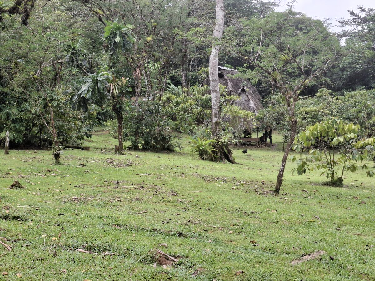 Áreas verdes alrededor de la cabaña