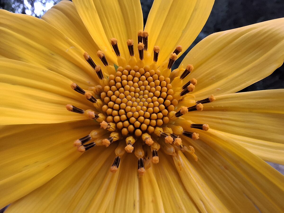 Flora silvestre del bosque de La Arenilla
