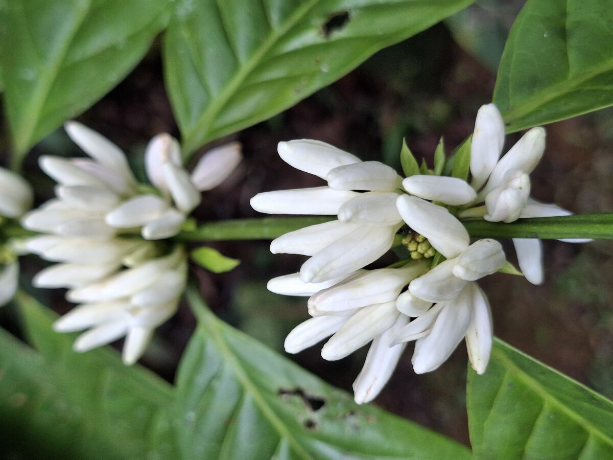 Capullos de café de la comunidad de La Arenilla
