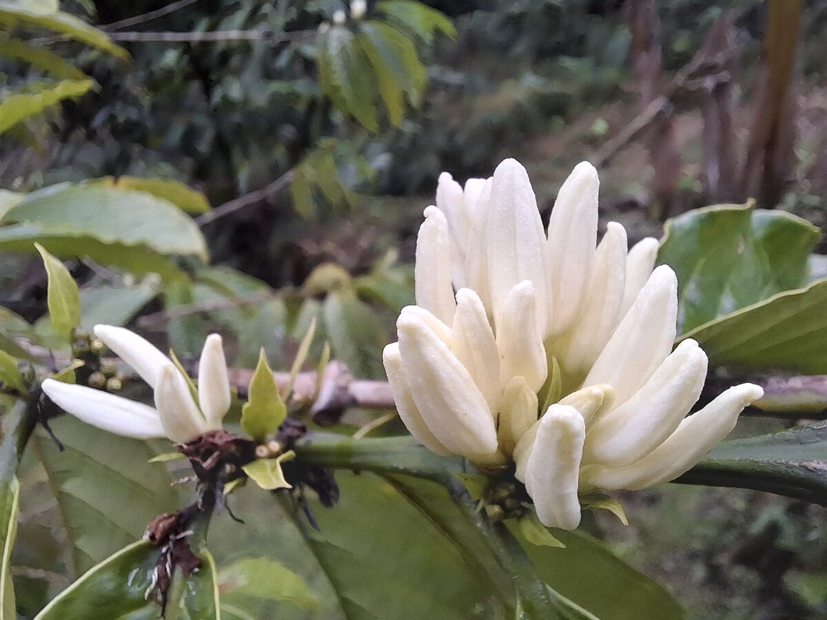 Cafetales en flor de La Arenilla