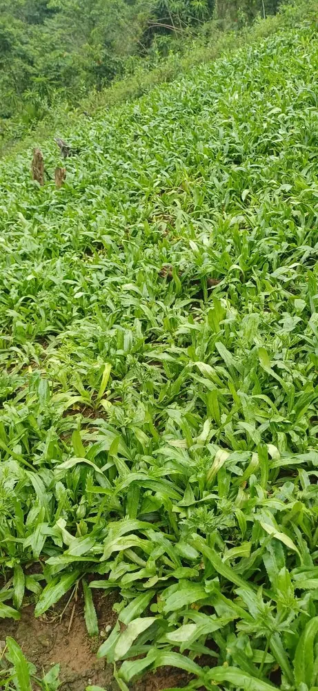 Huerto de culantro fresco