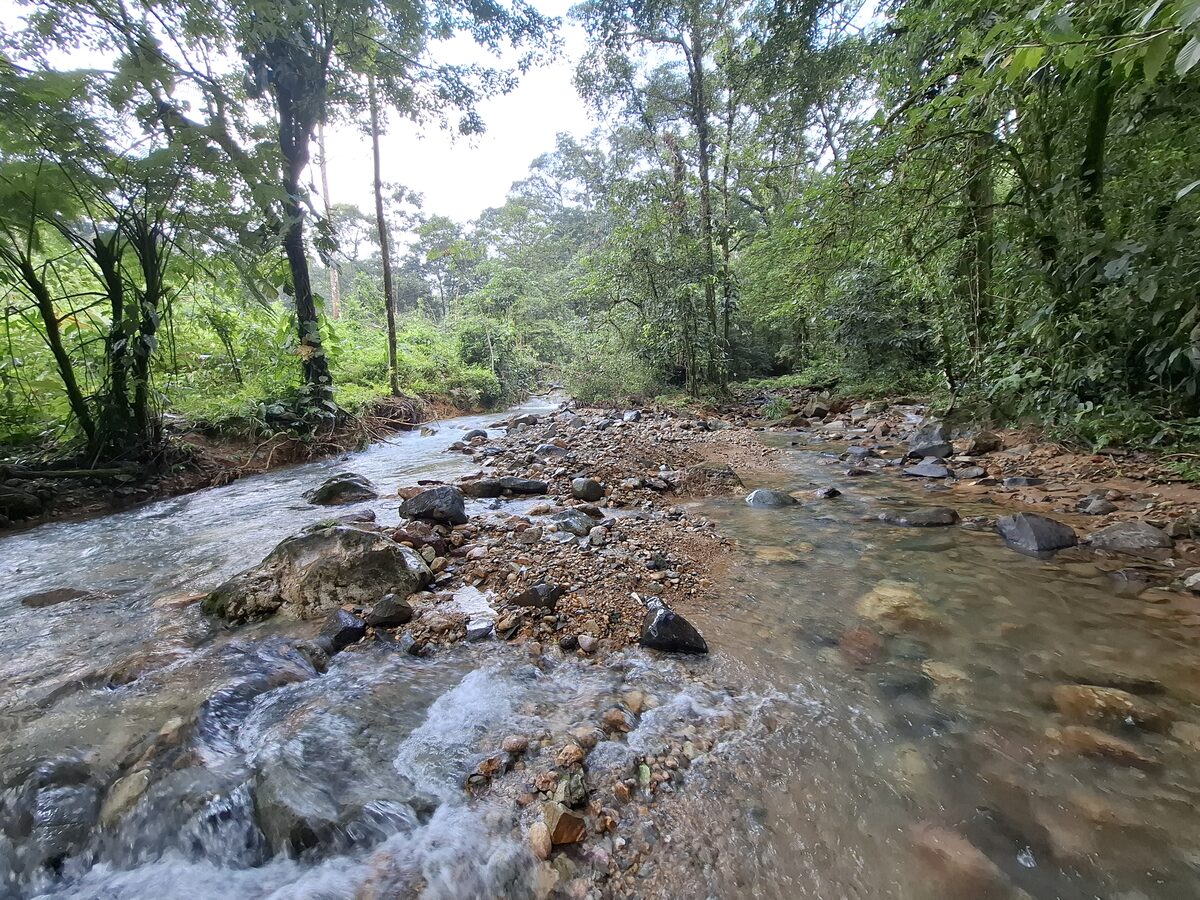 Quebrada Arenilla con vegetación tropical