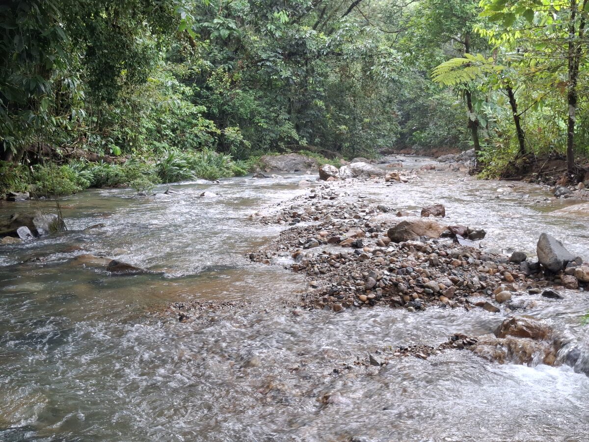 Quebrada con follaje exuberante