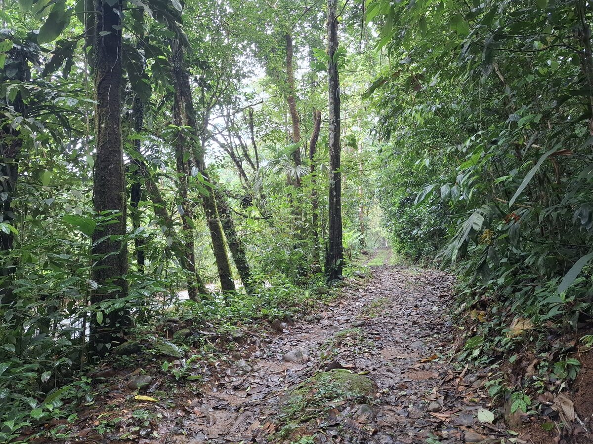 Sendero natural entre la vegetación