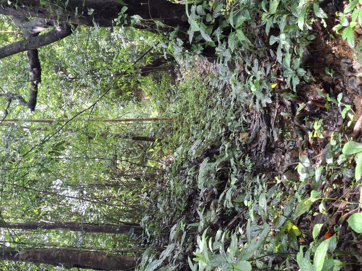 Sendero sombreado hacia la cascada