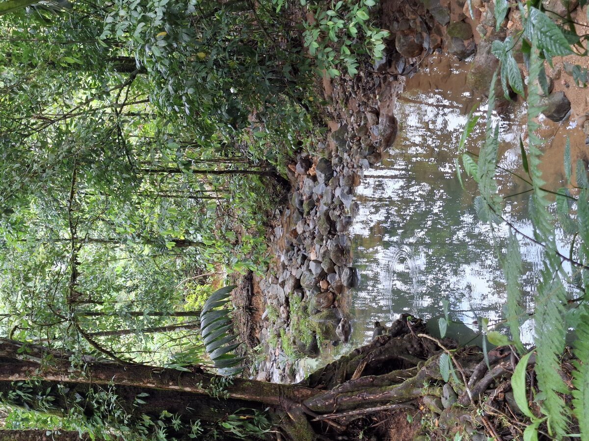 Sendero entre árboles y flora silvestre