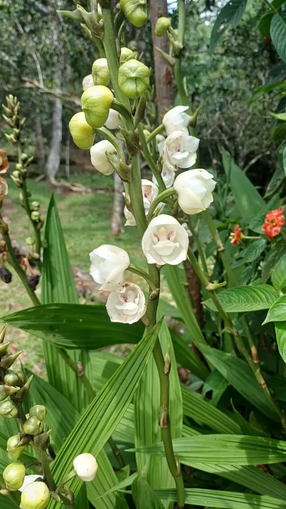 Orquídea Flor del Espíritu Santo - Flor Nacional de Panamá