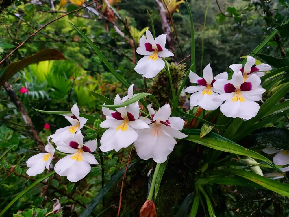 Orquídea Migdonia