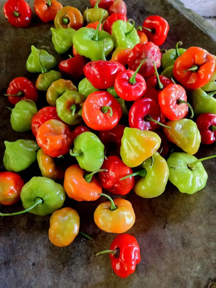 Ají trompito cultivado localmente